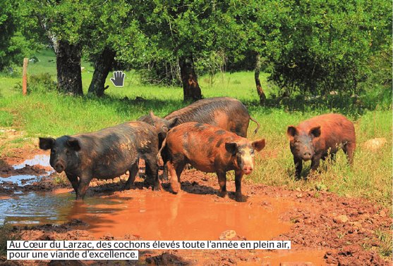 cochons-herault-2016