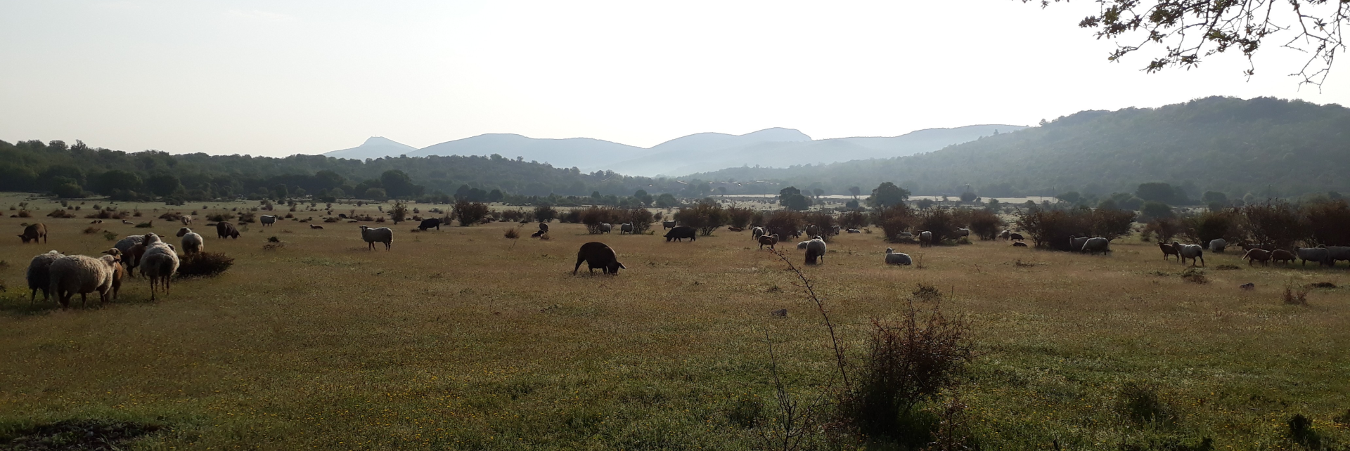 Cochons bio plein air